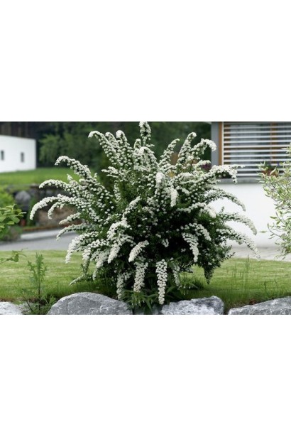 Спірея сіра Грефшейм / Грефшайм 